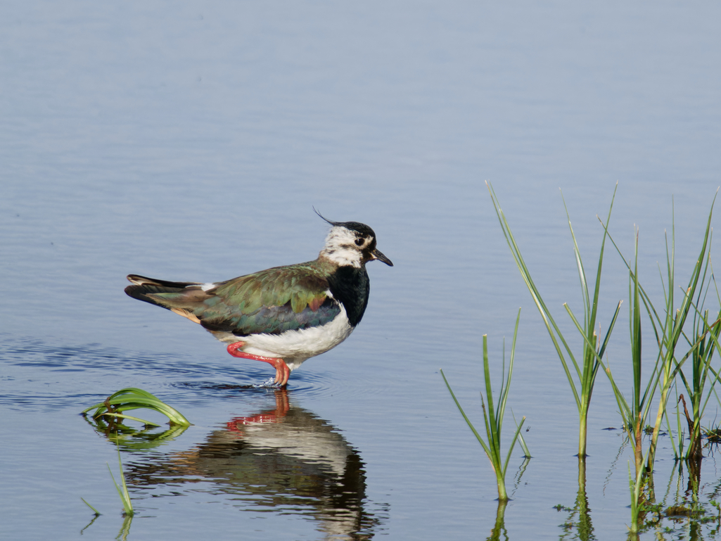 Photo of Lapwing